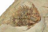 Line Of Three Foulonia Trilobites With Asaphid - Migratory Behavior? #191803-2